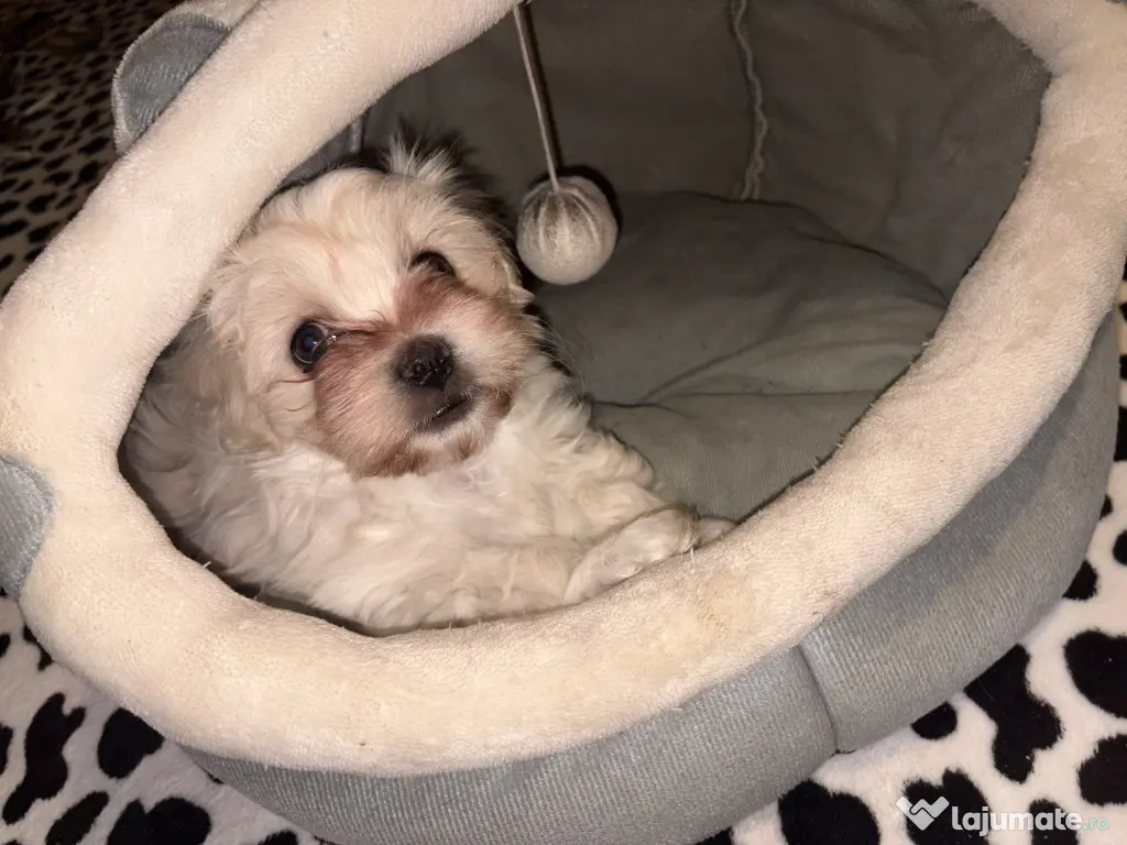 Mascul bichon maltez 