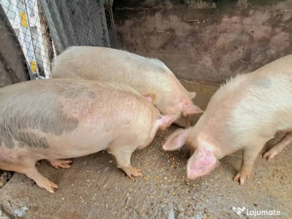 PORCI DE VÂNZARE
