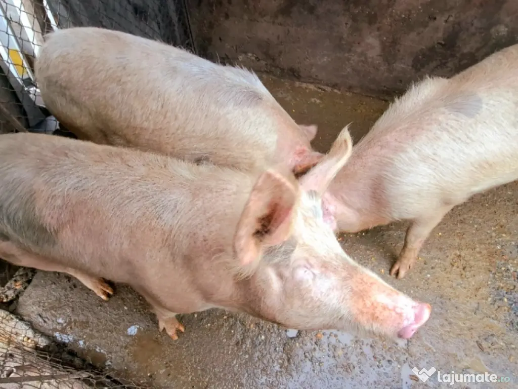 PORCI DE VÂNZARE