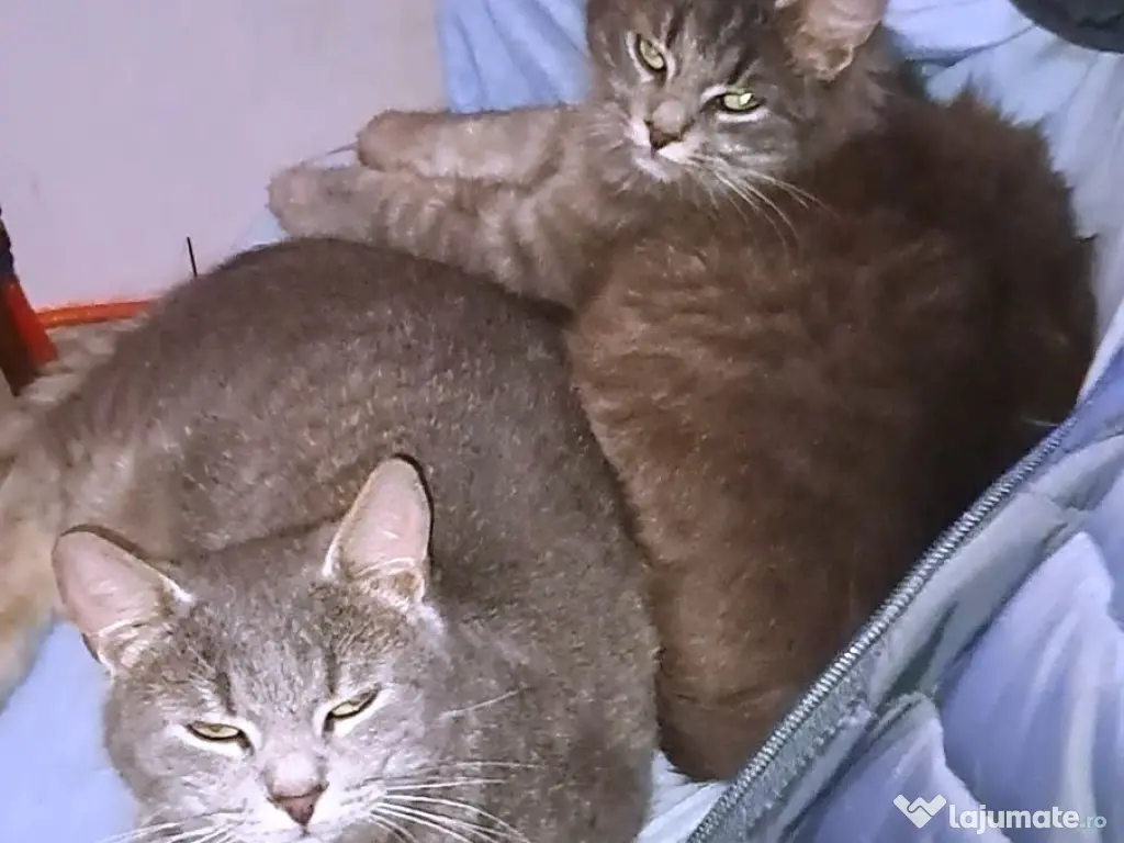 Două pisicuțe pentru adopție 