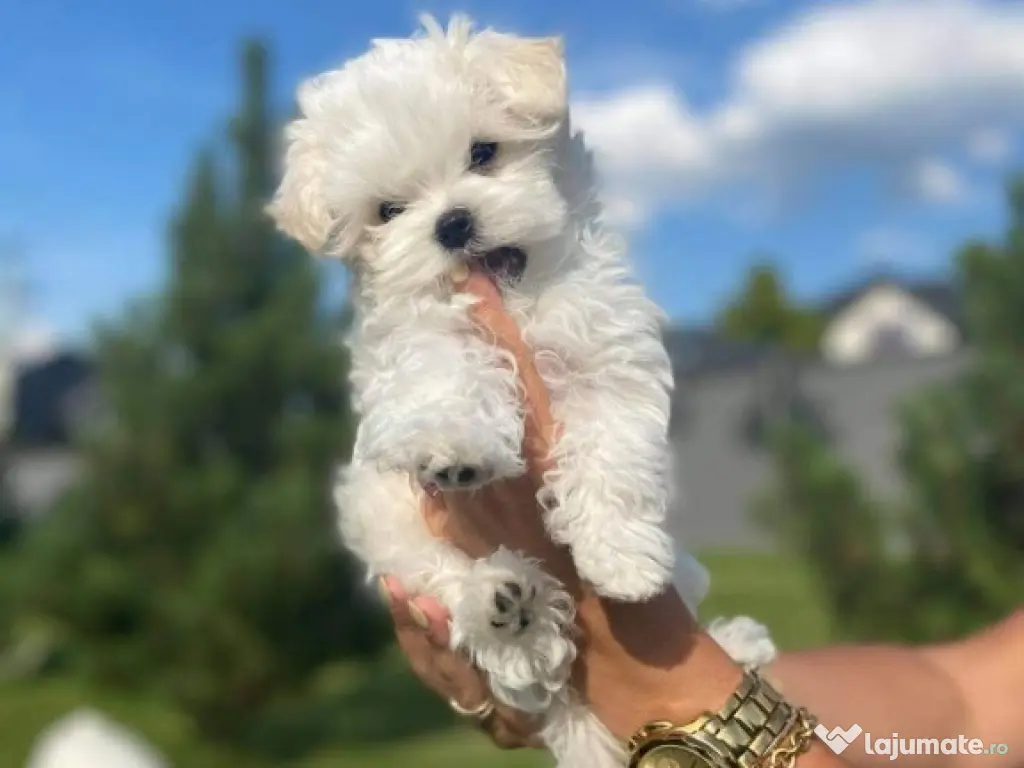 bichon maltez mini toy Perfect 