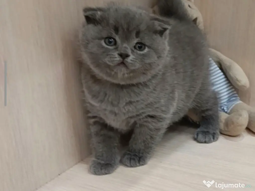Scottish fold 