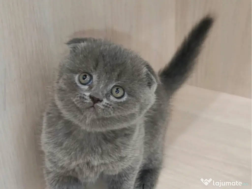 Scottish fold 