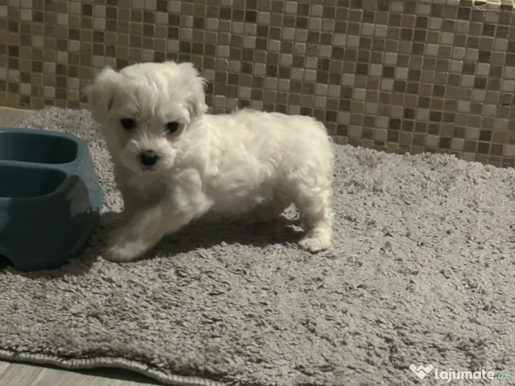 Bichon maltez maltesse alb 