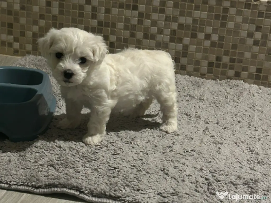 Bichon maltez maltesse alb 