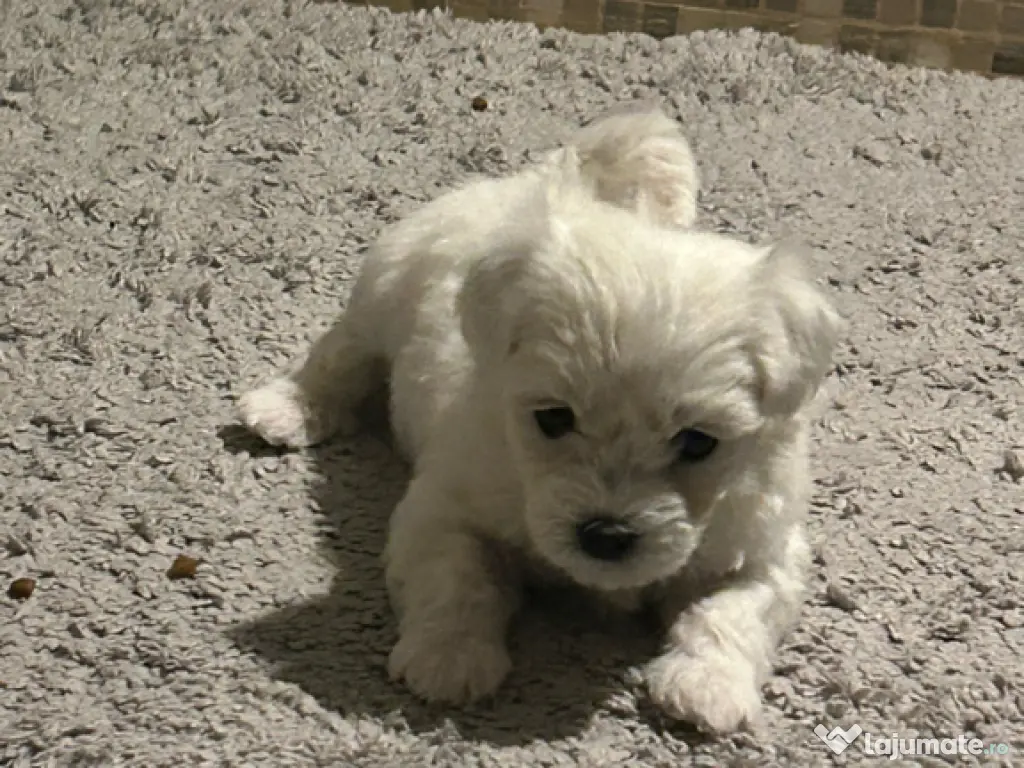 Bichon maltez maltesse alb 