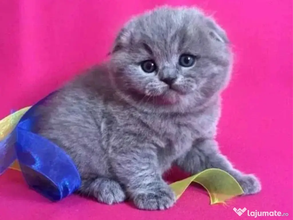 Scottish fold 
