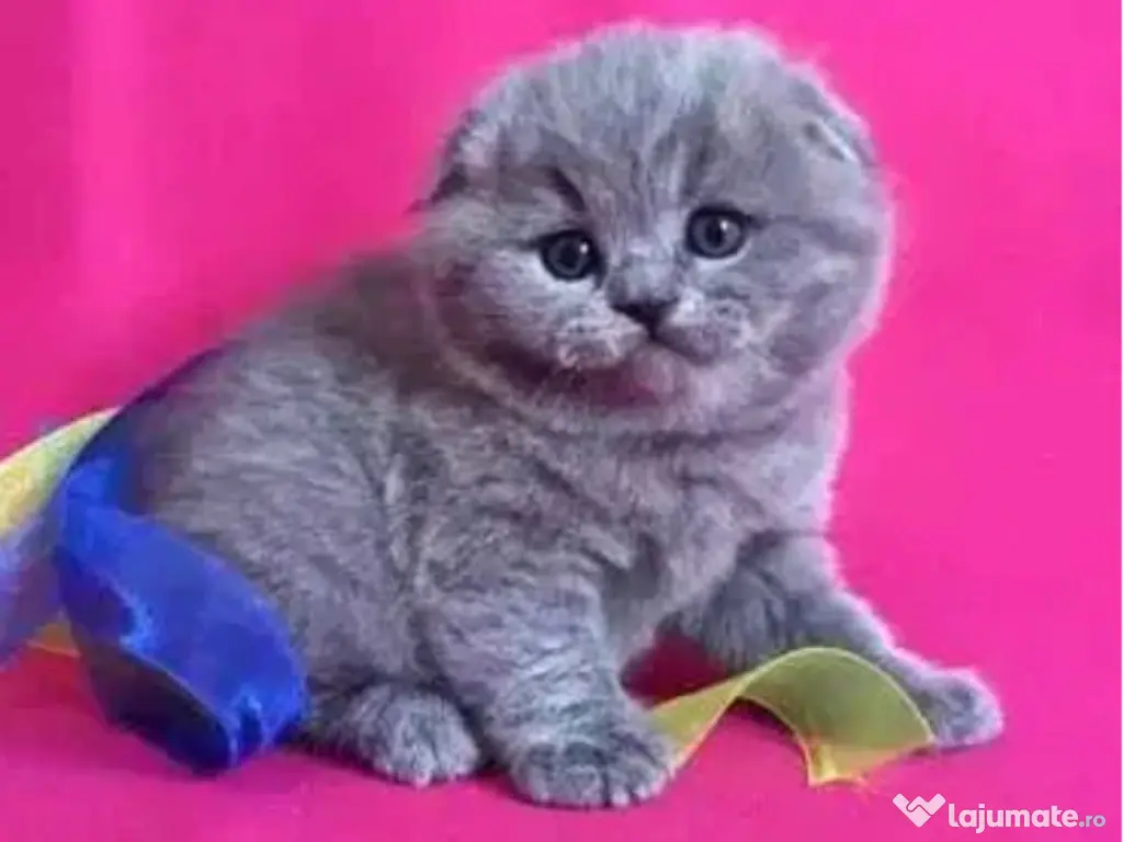 Scottish fold 