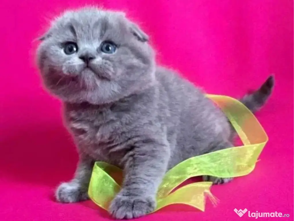 Scottish fold 