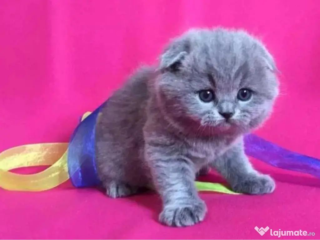 Scottish fold 