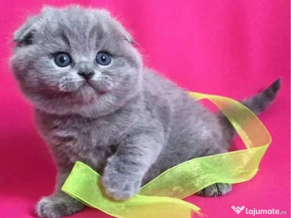 Scottish fold 