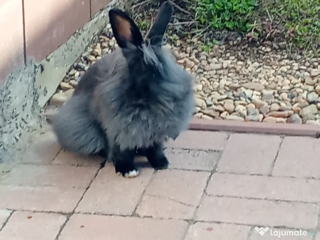 Iepure Cap de leu  🐰 🦁🐇 