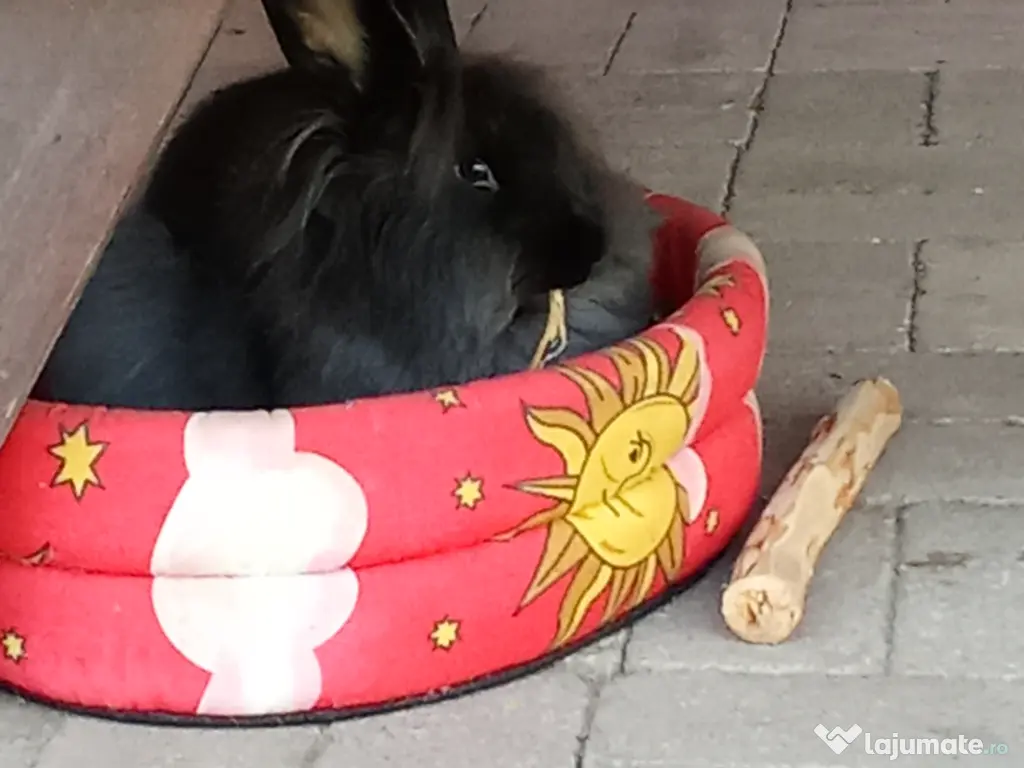 Iepure Cap de leu  🐰 🦁🐇 