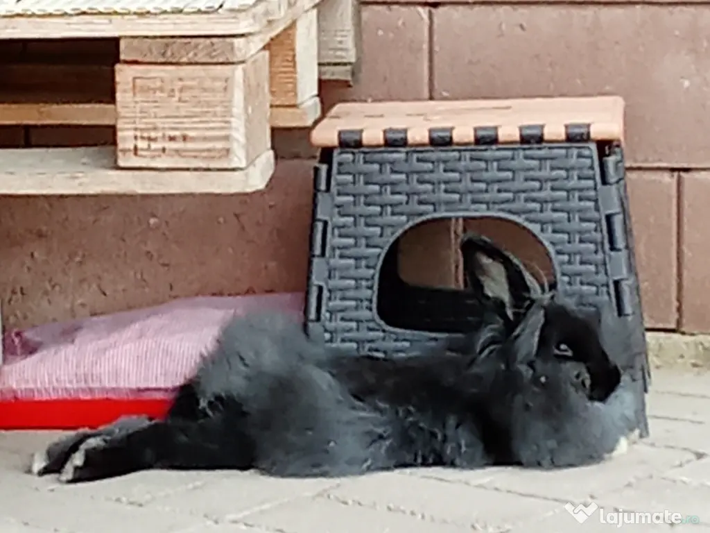 Iepure Cap de leu  🐰 🦁🐇 