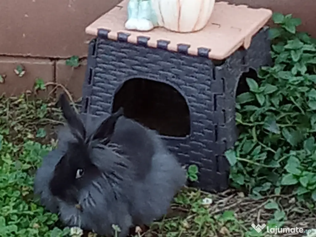 Iepure Cap de leu  🐰 🦁🐇 