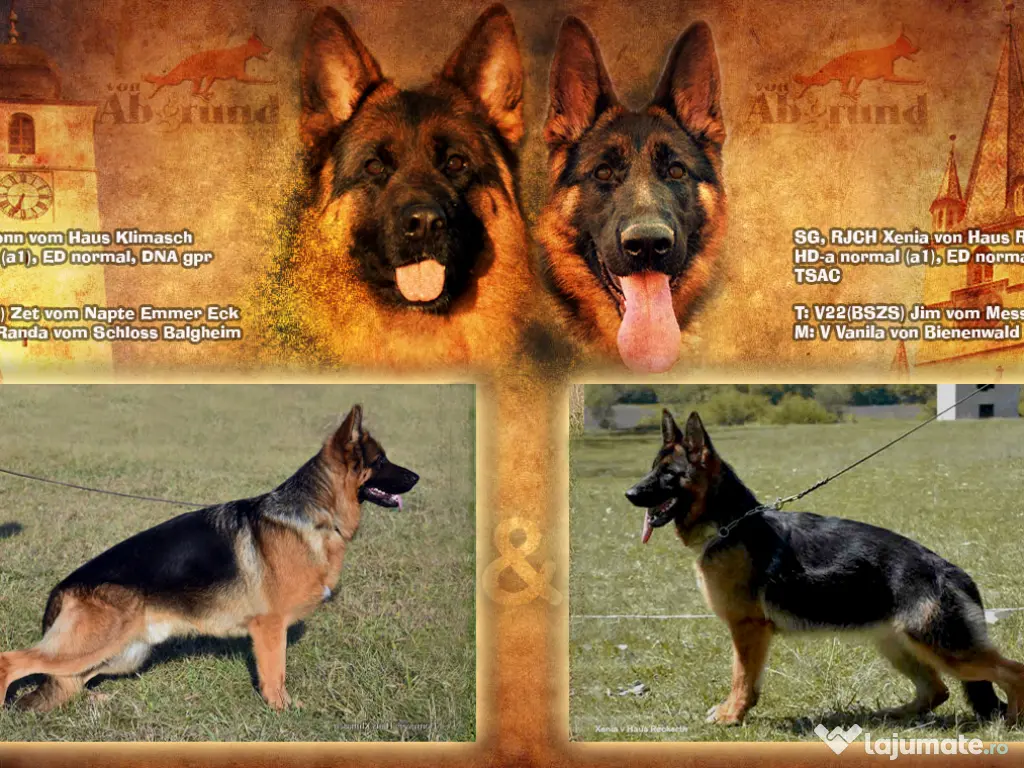 Pui Ciobanesc German cu pedigree 