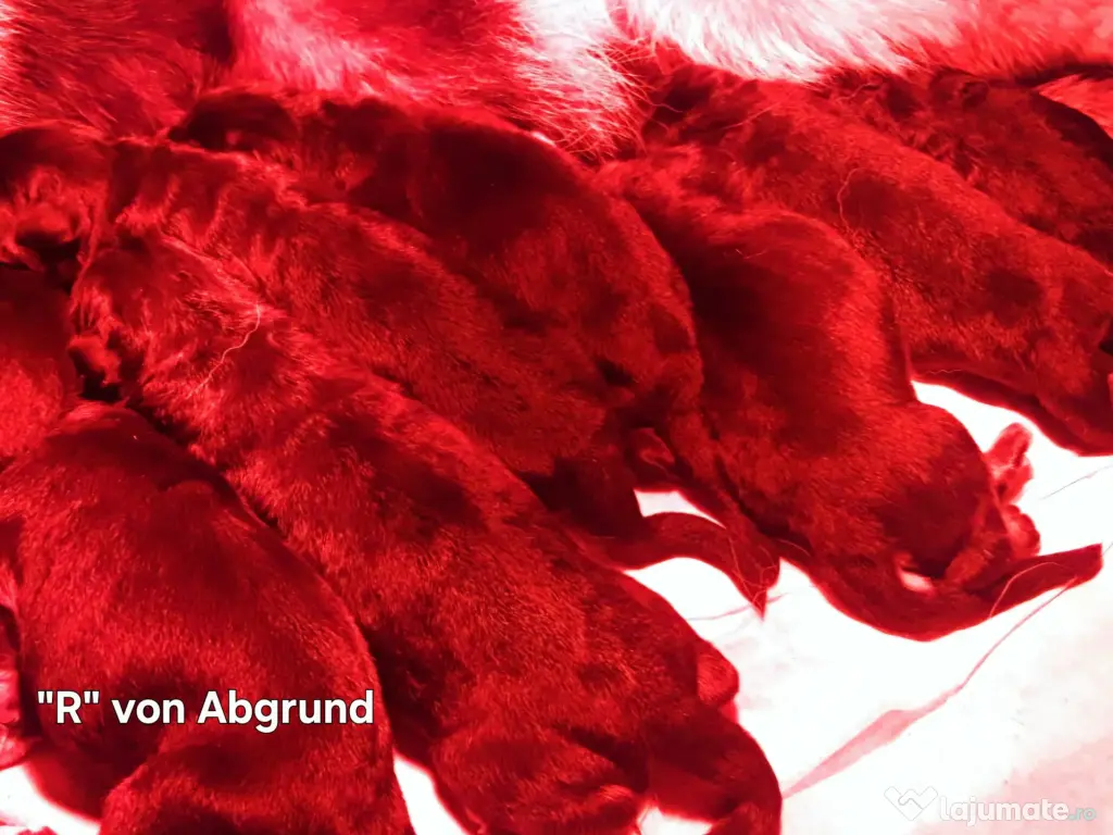 Pui Ciobanesc German cu pedigree 