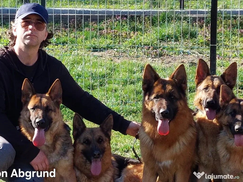 Pui Ciobanesc German cu pedigree 