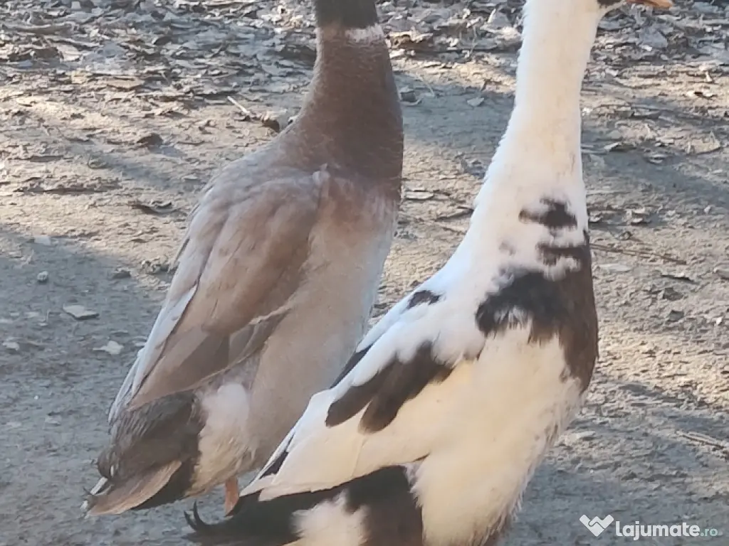 vand rate alergatoare indiene 