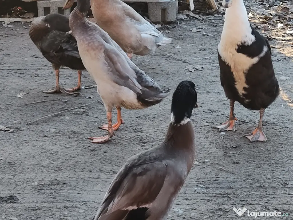 vand rate alergatoare indiene 