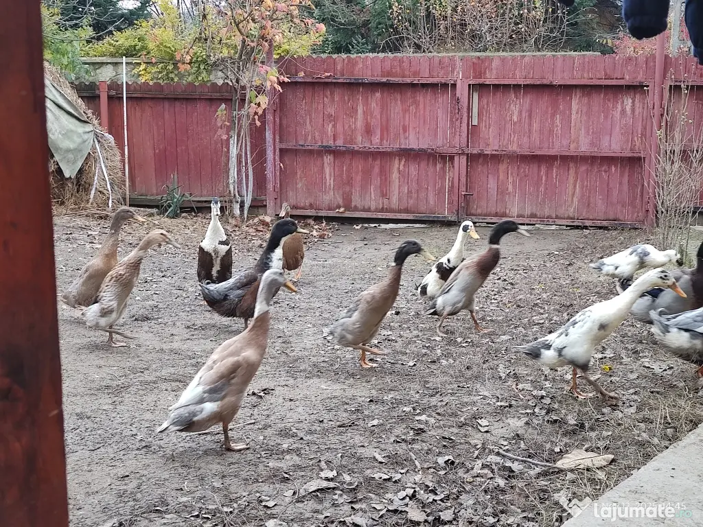 vand rate alergatoare indiene 