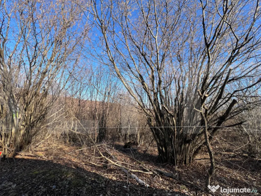 Teren de Vanzare comuna Ciurila 