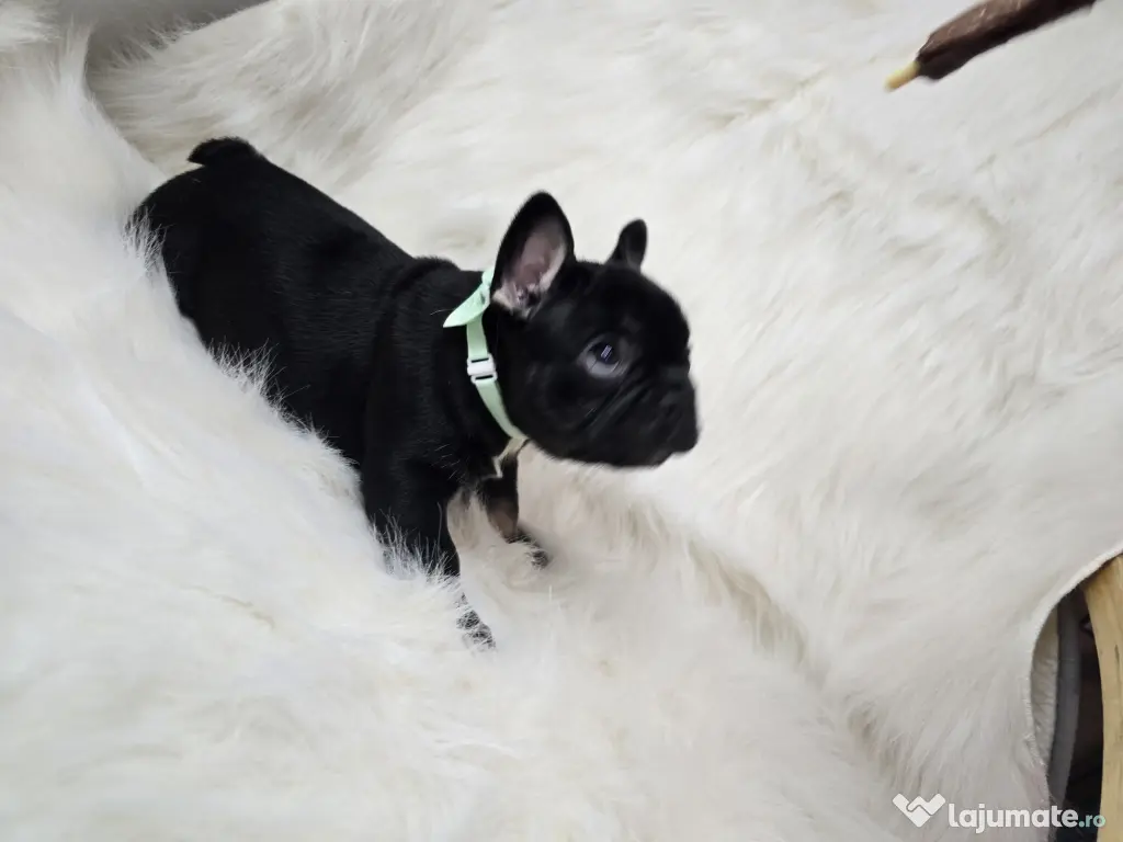 Bulldog francez  mascul 