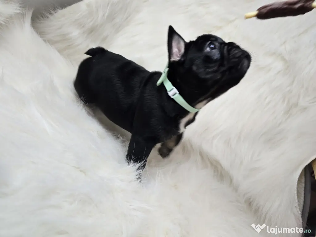 Bulldog francez  mascul 