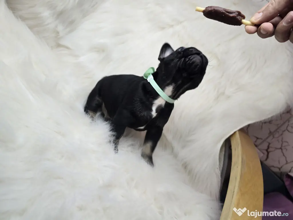 Bulldog francez  mascul 