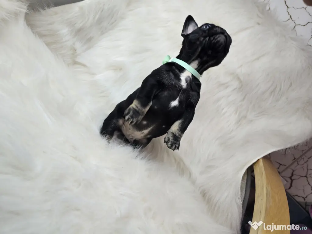 Bulldog francez  mascul 