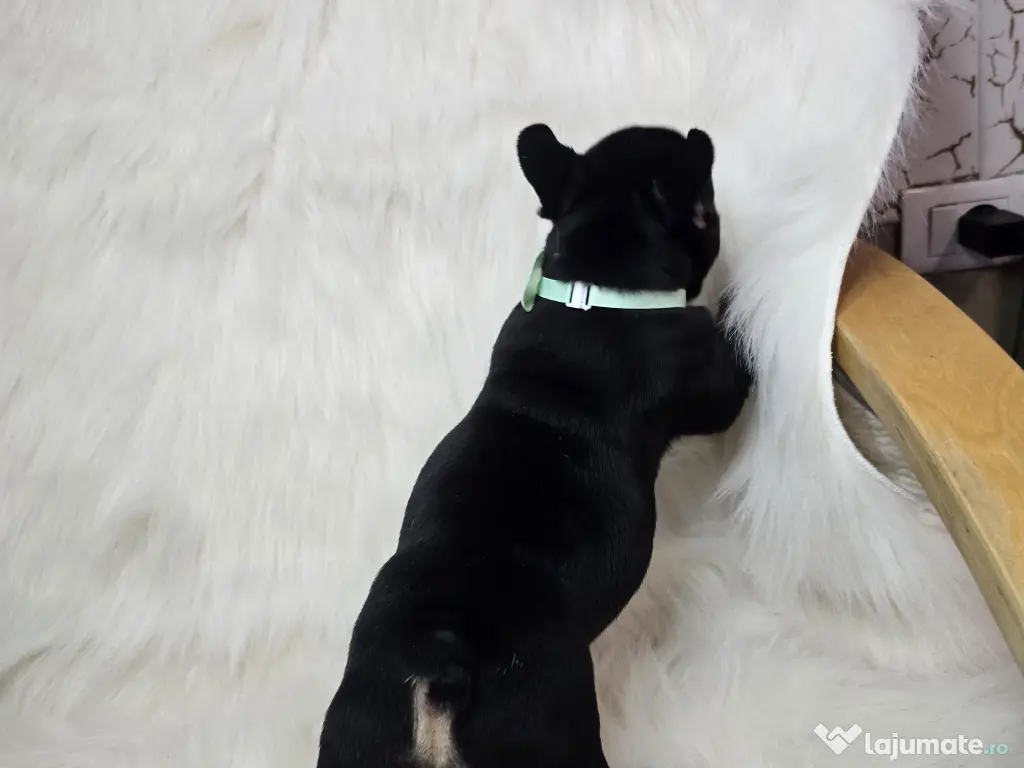 Bulldog francez  mascul 