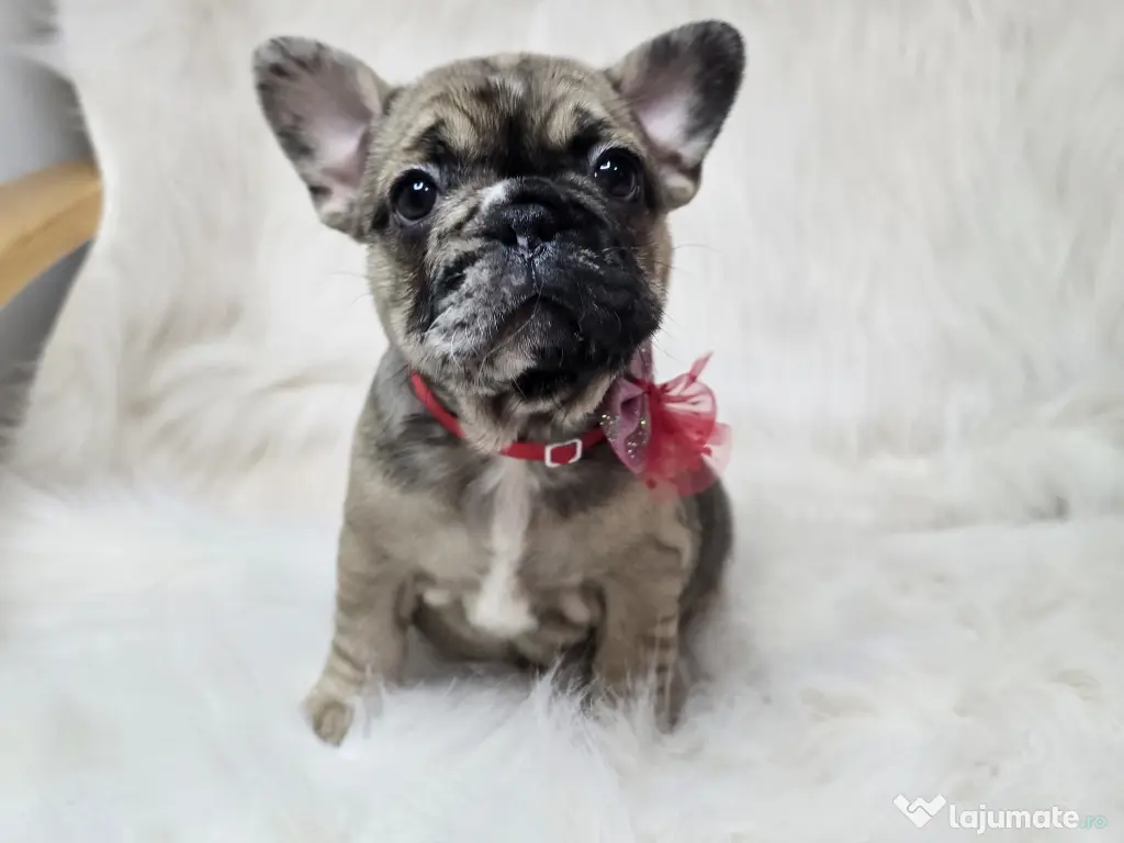 Bulldog francez femela 