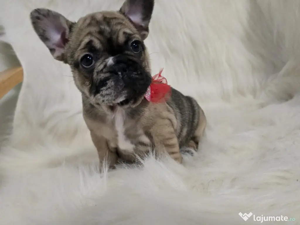 Bulldog francez femela 