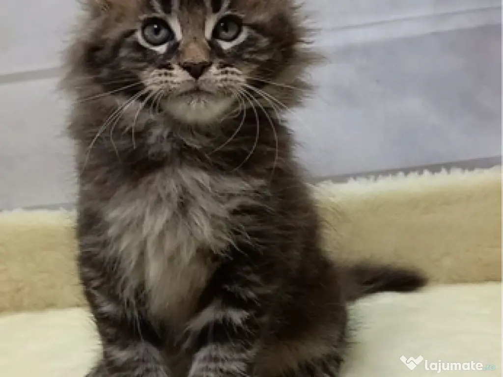 Maine coon băieței și fetițe