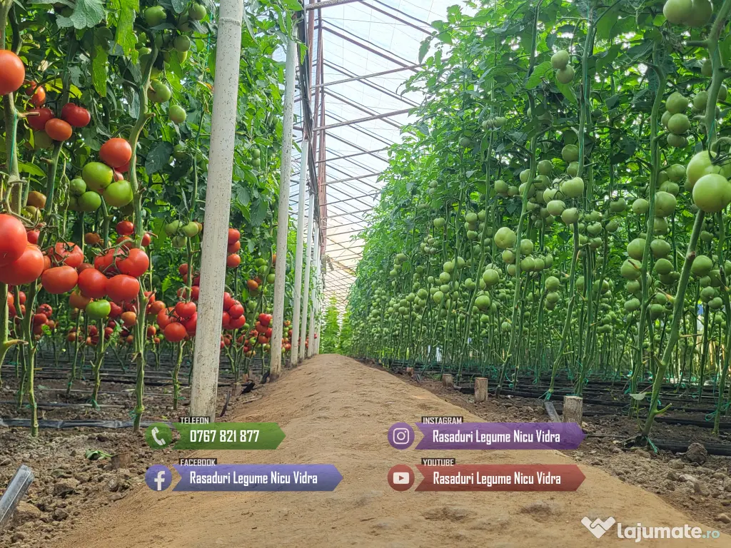 Rasad de rosii, ardei, vinete, castraveti | Rasaduri de Legume 2026 