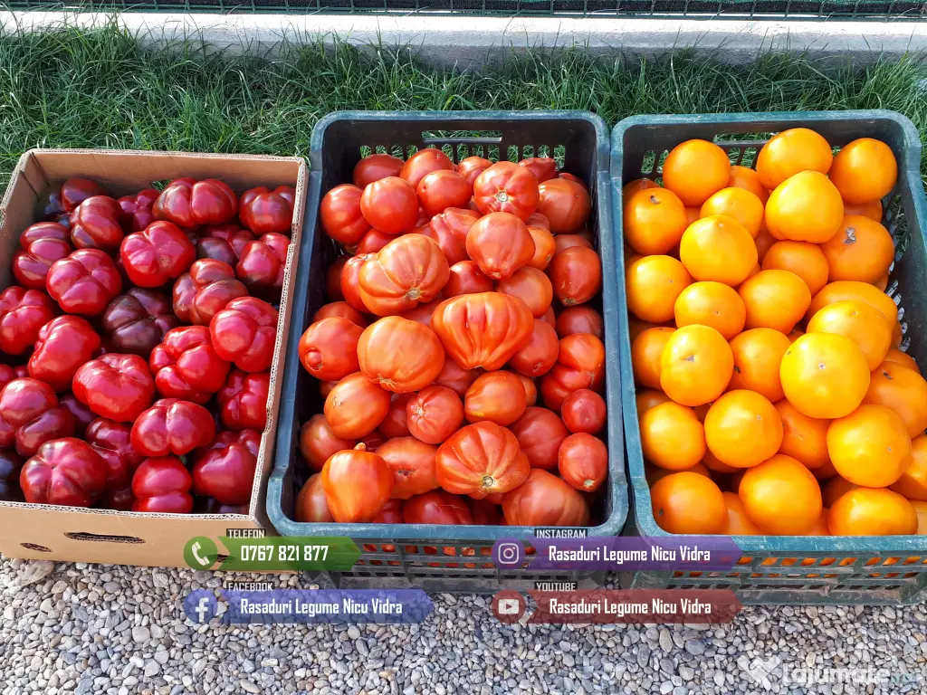 Rasad de rosii, ardei, vinete, castraveti | Rasaduri de Legume 2026 