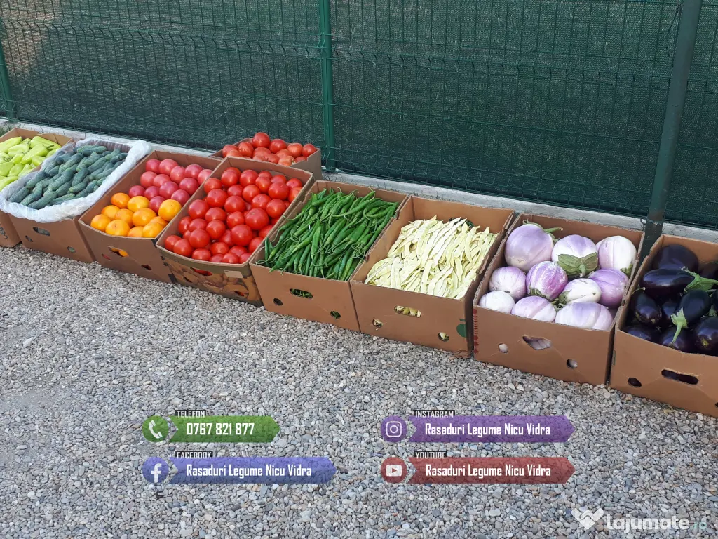 Rasad de rosii, ardei, vinete, castraveti | Rasaduri de Legume 2026 