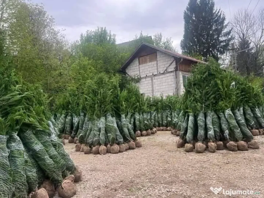 Leylandii chiparos calitate extra 