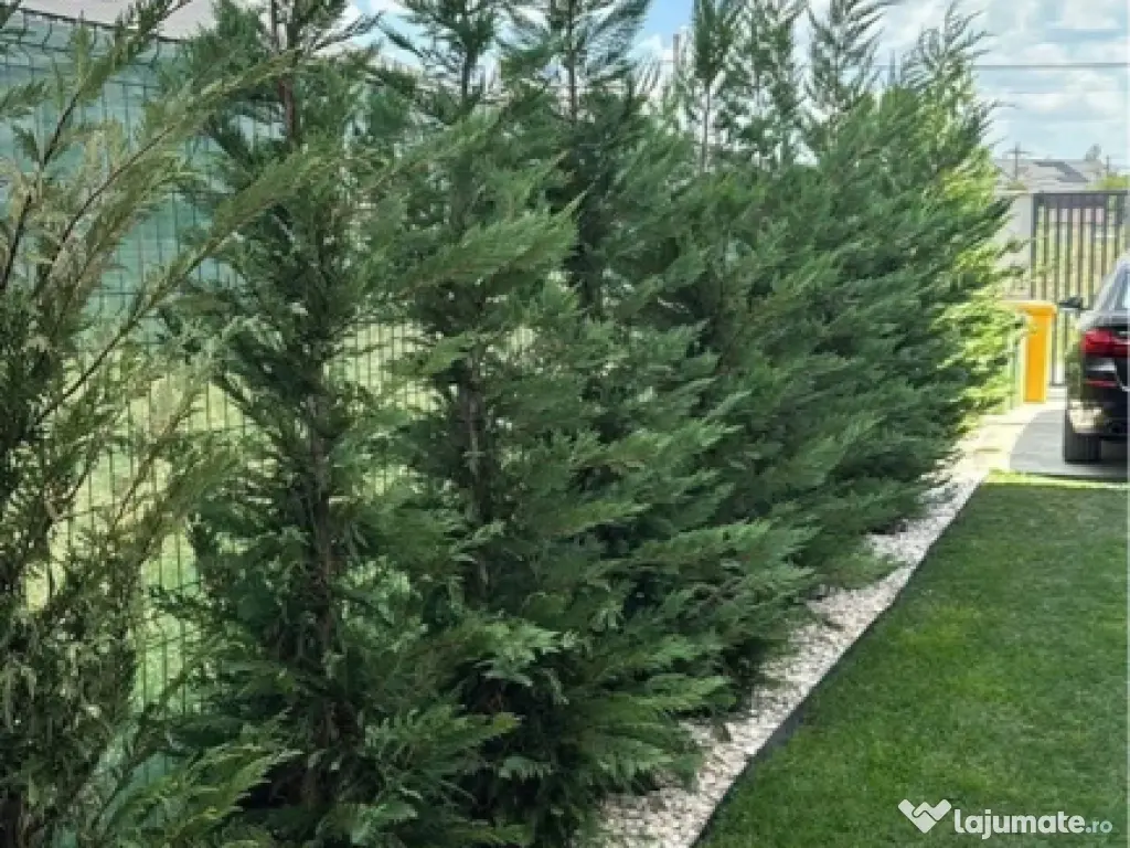 Leylandii chiparos calitate extra 