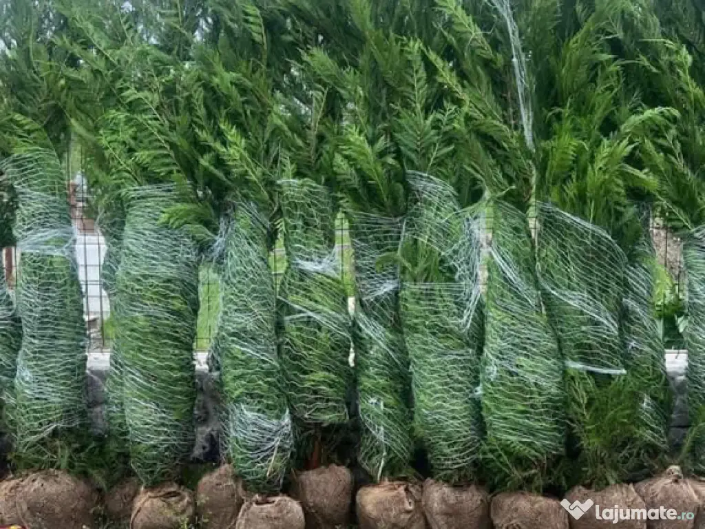 Leylandii chiparos calitate extra 