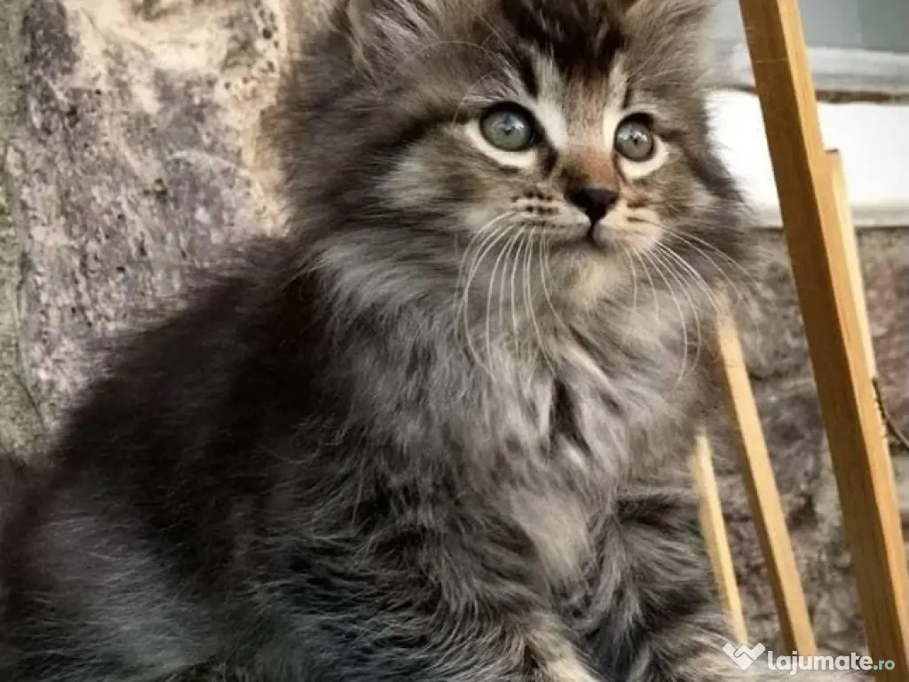 Siberiană de pădure puiuți 