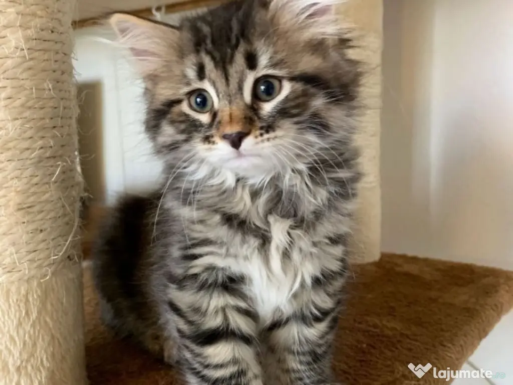 Siberiană de pădure puiuți 