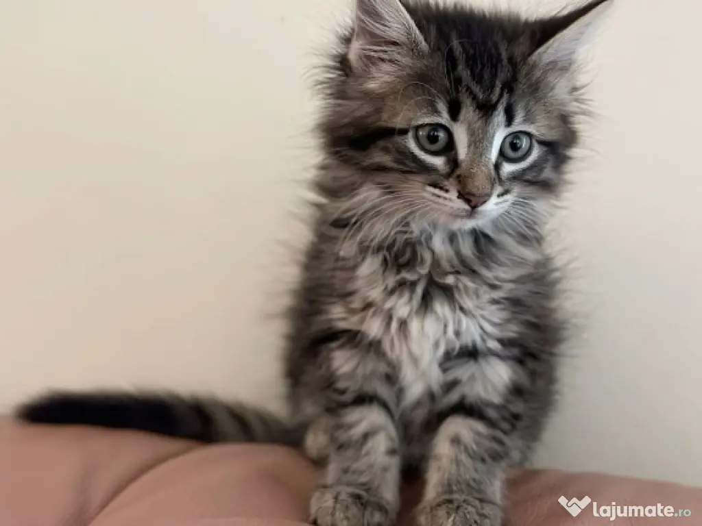 Siberiană de pădure puiuți 