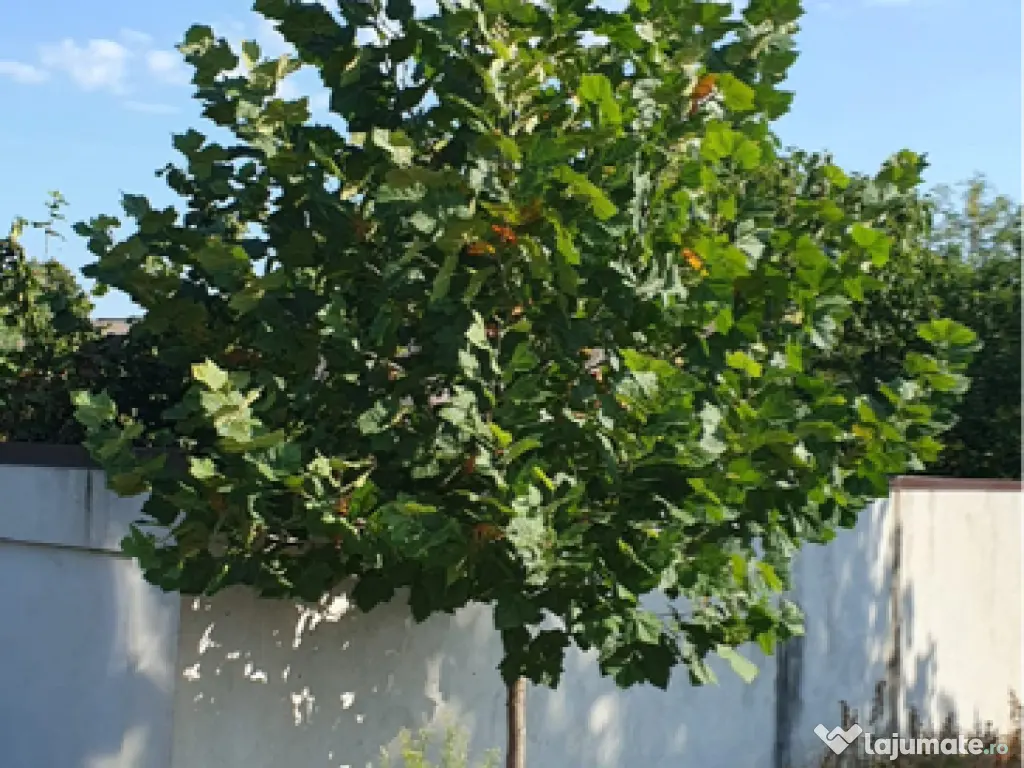 Amenajări grădini curți 