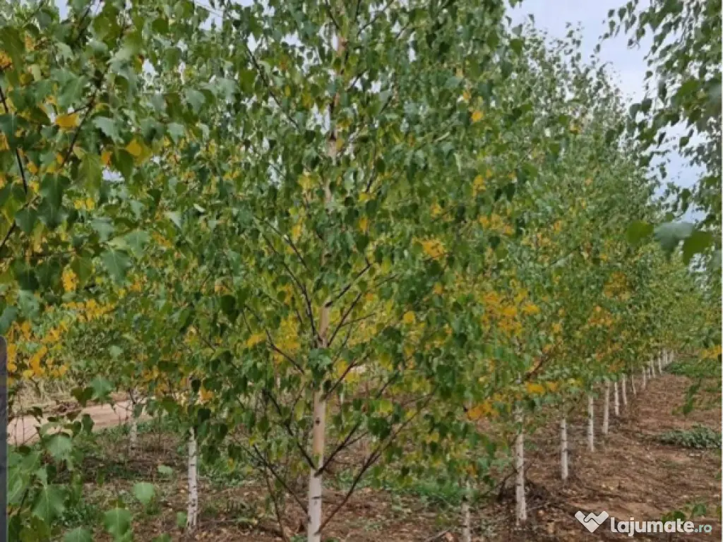 Mesteacan Catalpa copaci decorativi 
