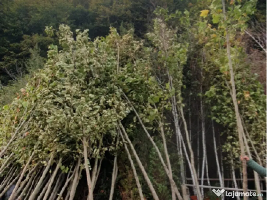 Mesteacan Catalpa copaci decorativi 