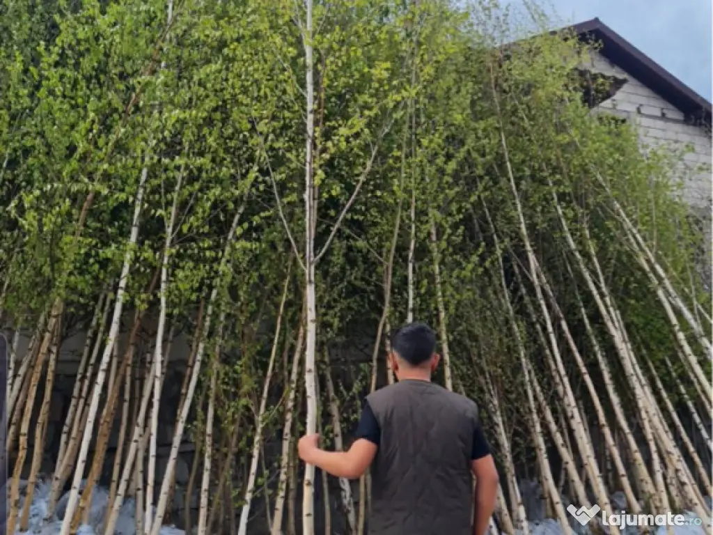 Mesteacan Catalpa copaci decorativi 