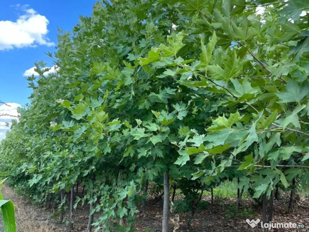 Mesteacan Catalpa copaci decorativi 