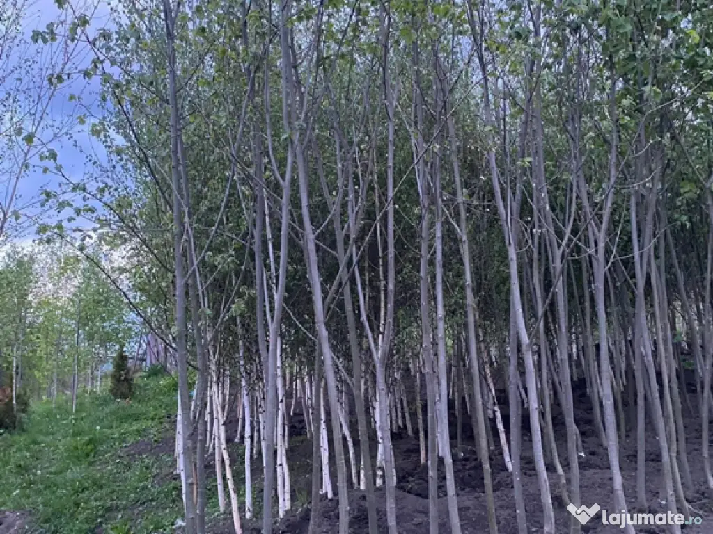 Mesteacan Catalpa copaci decorativi 