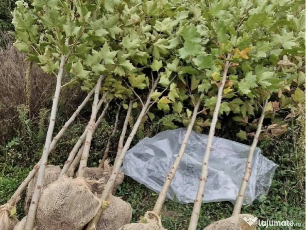 Mesteacan Catalpa copaci decorativi 